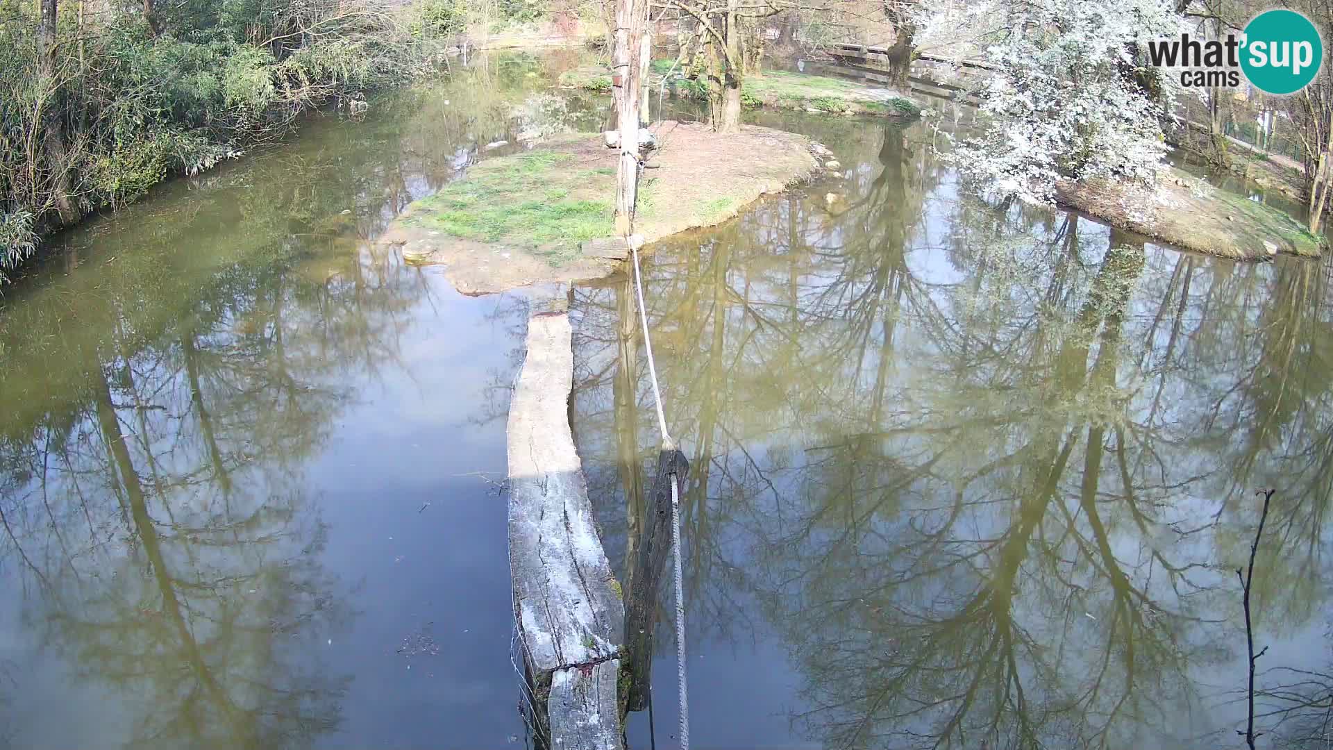 Schwarzweiße Vari Zoo Ljubljana webcam