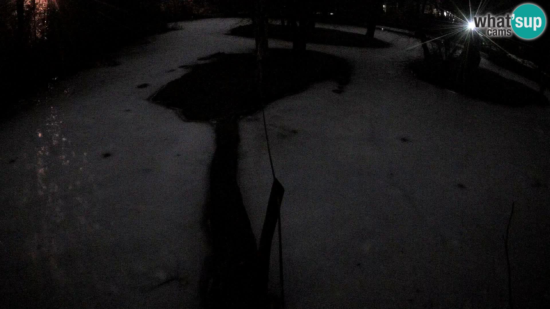 Navadni vari u živo – Ljubljana zoo