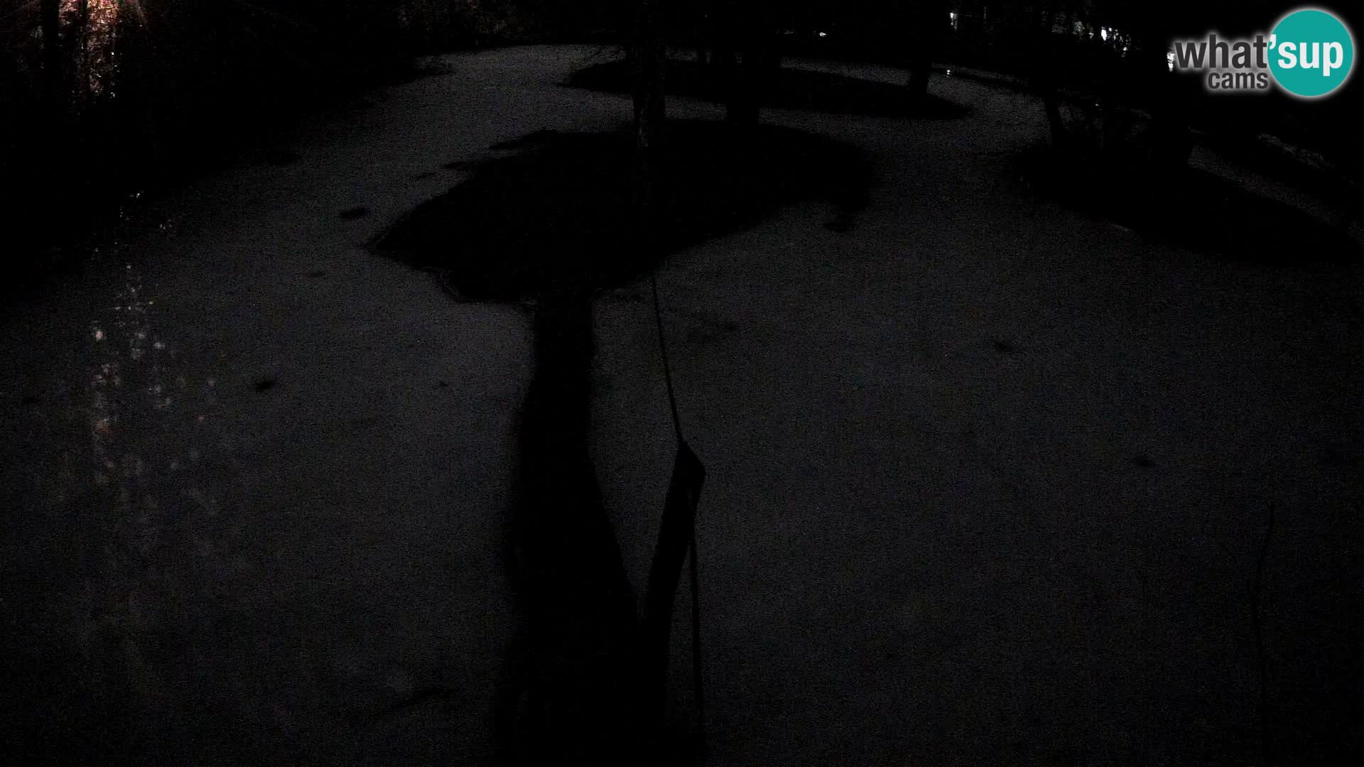 Navadni vari u živo – Ljubljana zoo