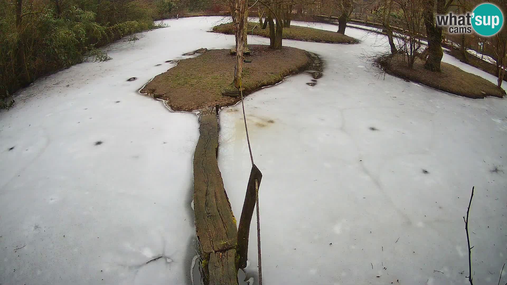 Navadni vari u živo – Ljubljana zoo