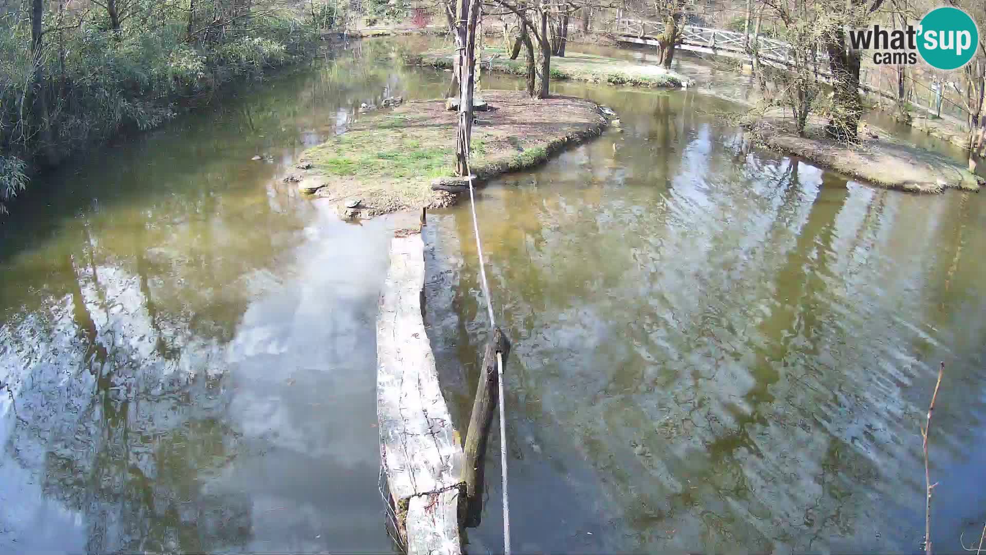 Black and white ruffed lemur Ljubljana Zoo live cam