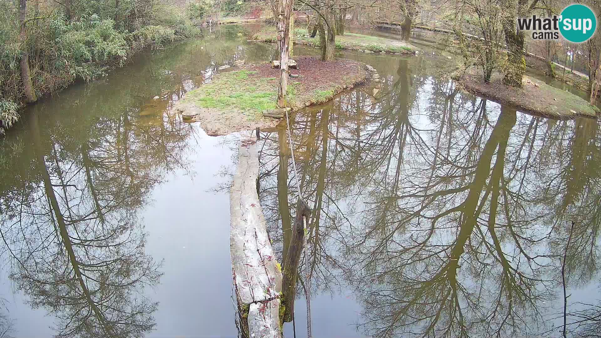 Black and white ruffed lemur Ljubljana Zoo live cam