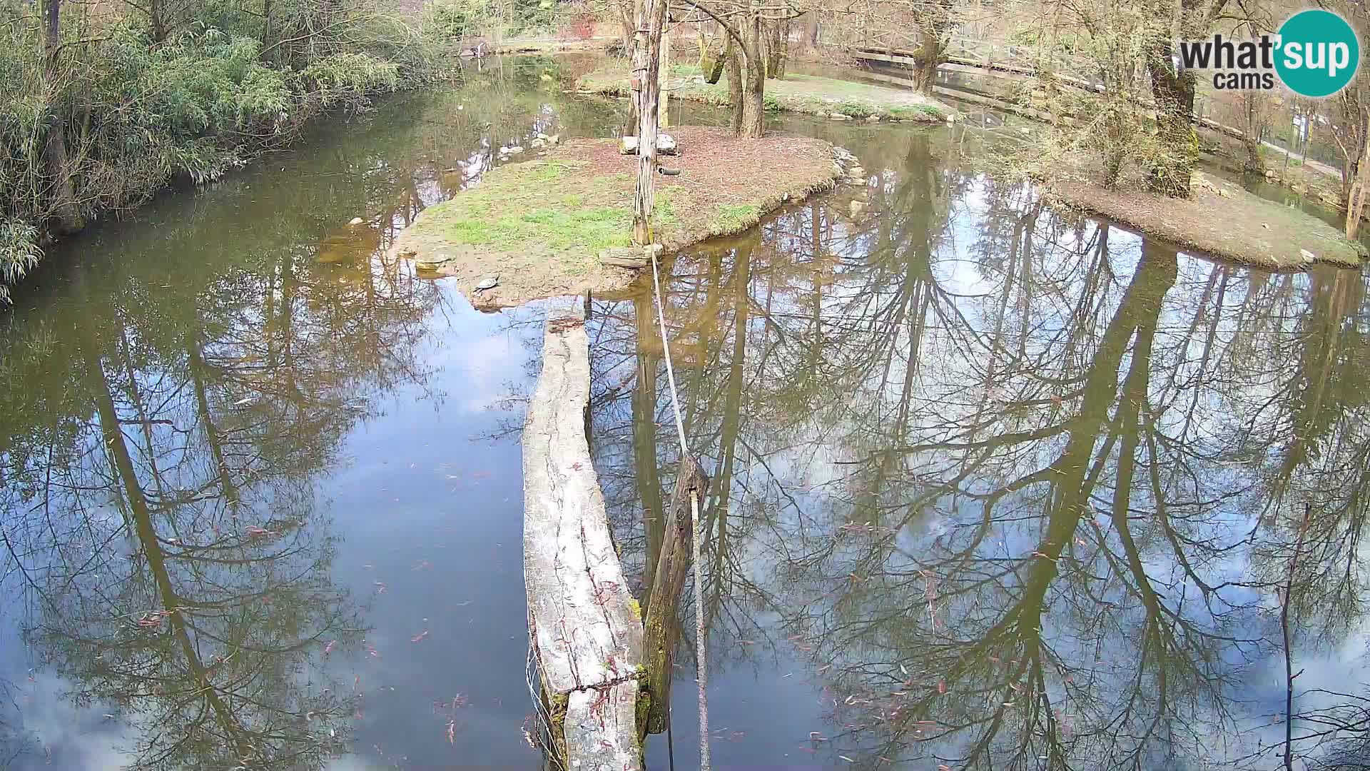 Black and white ruffed lemur Ljubljana Zoo live cam