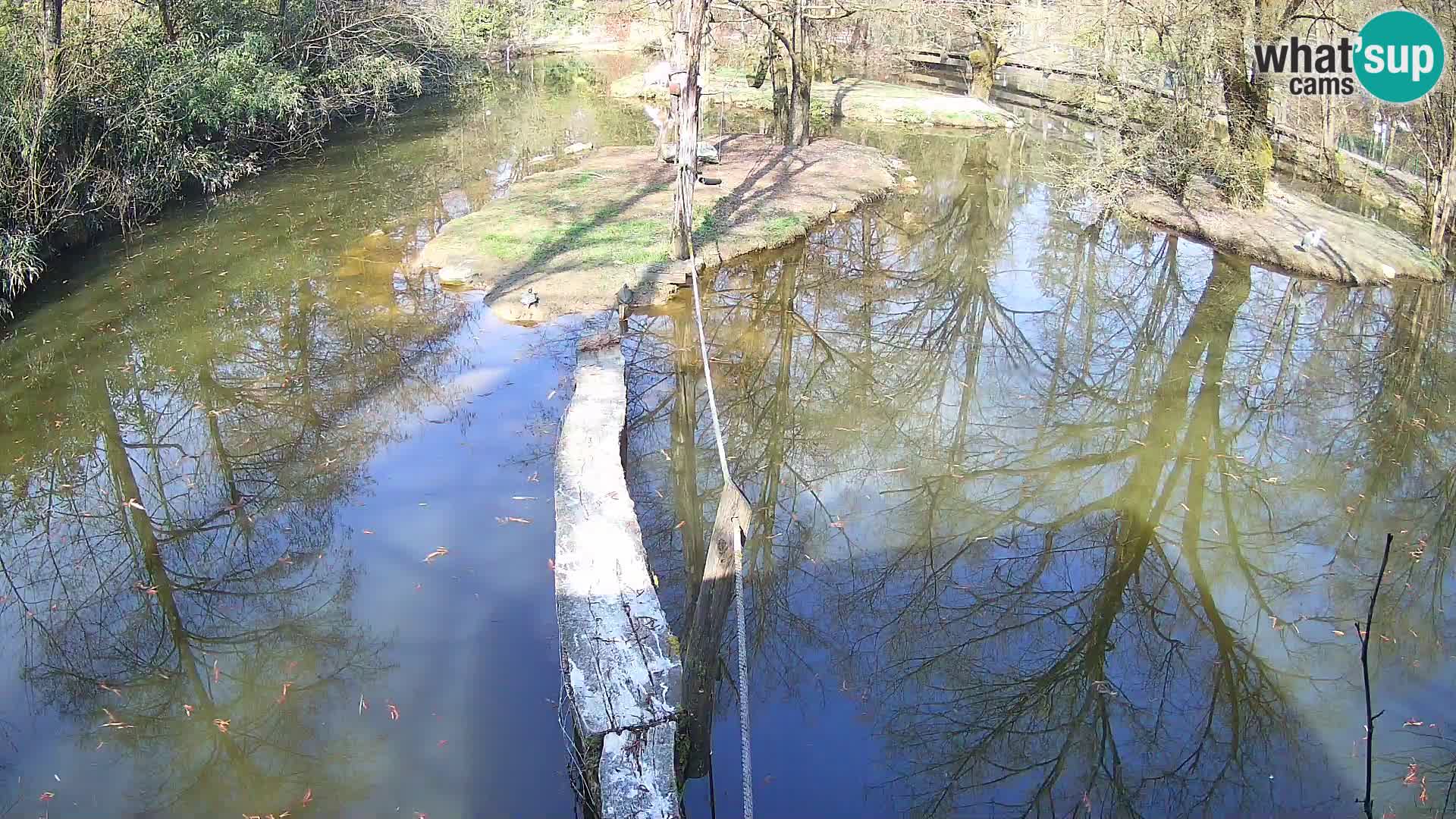 Black and white ruffed lemur Ljubljana Zoo live cam