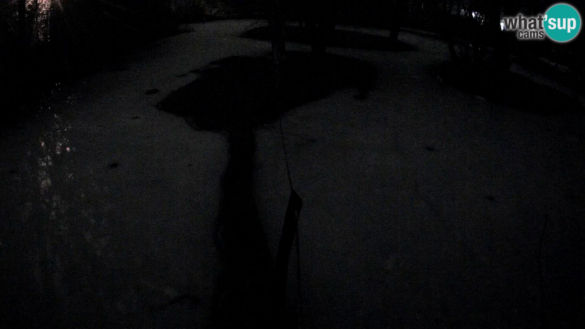 Navadni vari u živo – Ljubljana zoo