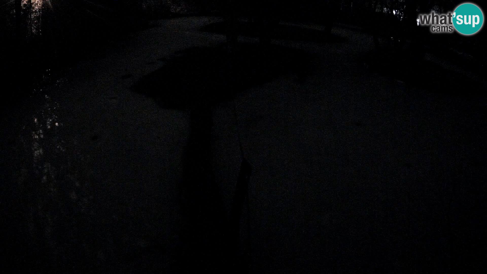 Navadni vari u živo – Ljubljana zoo