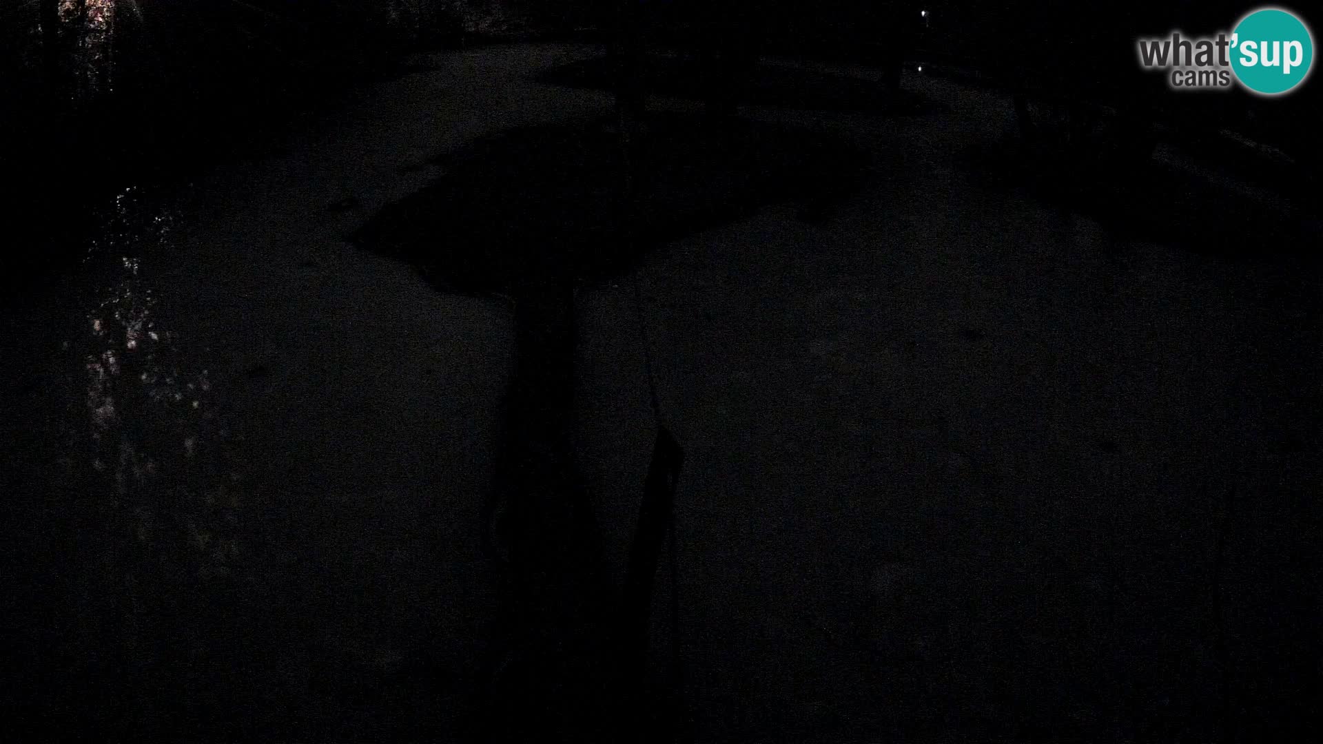 Vari bianconero Zoo Ljubljana webcam