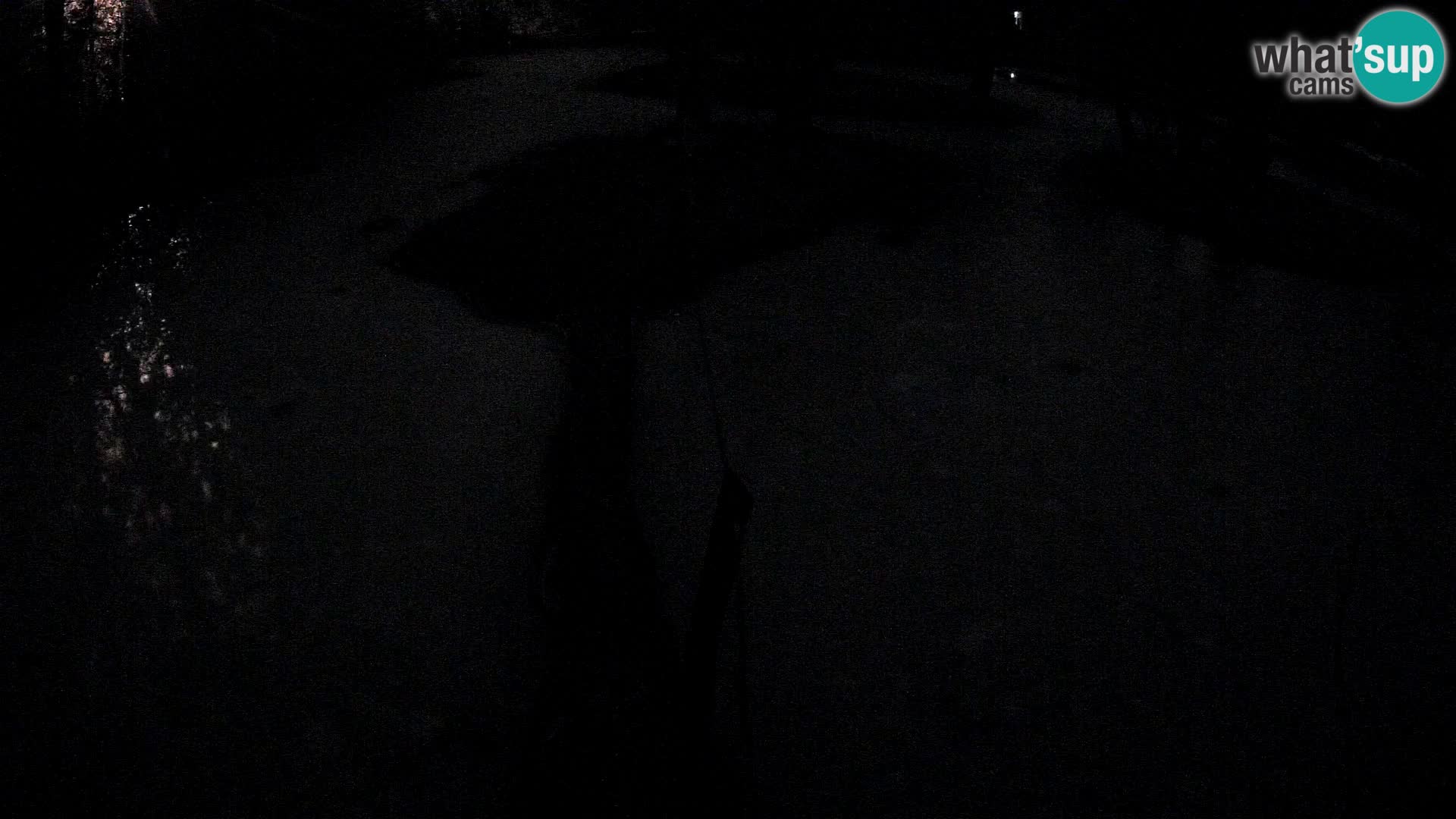 Vari noir et blanc – Ljubljana ZOO  livecam