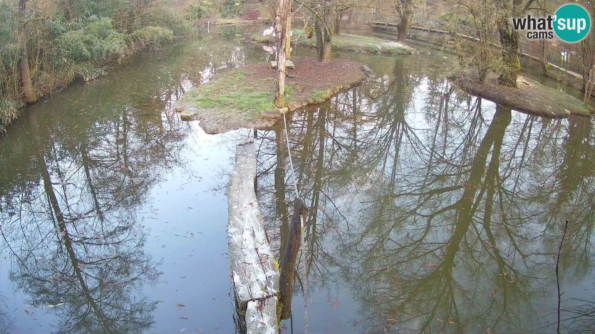 Lémur rufo blanco y negro – Ljubljana Zoo en vivo