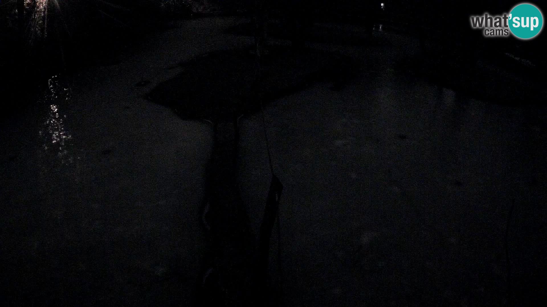 Navadni vari v živo – Ljubljana živalski vrt