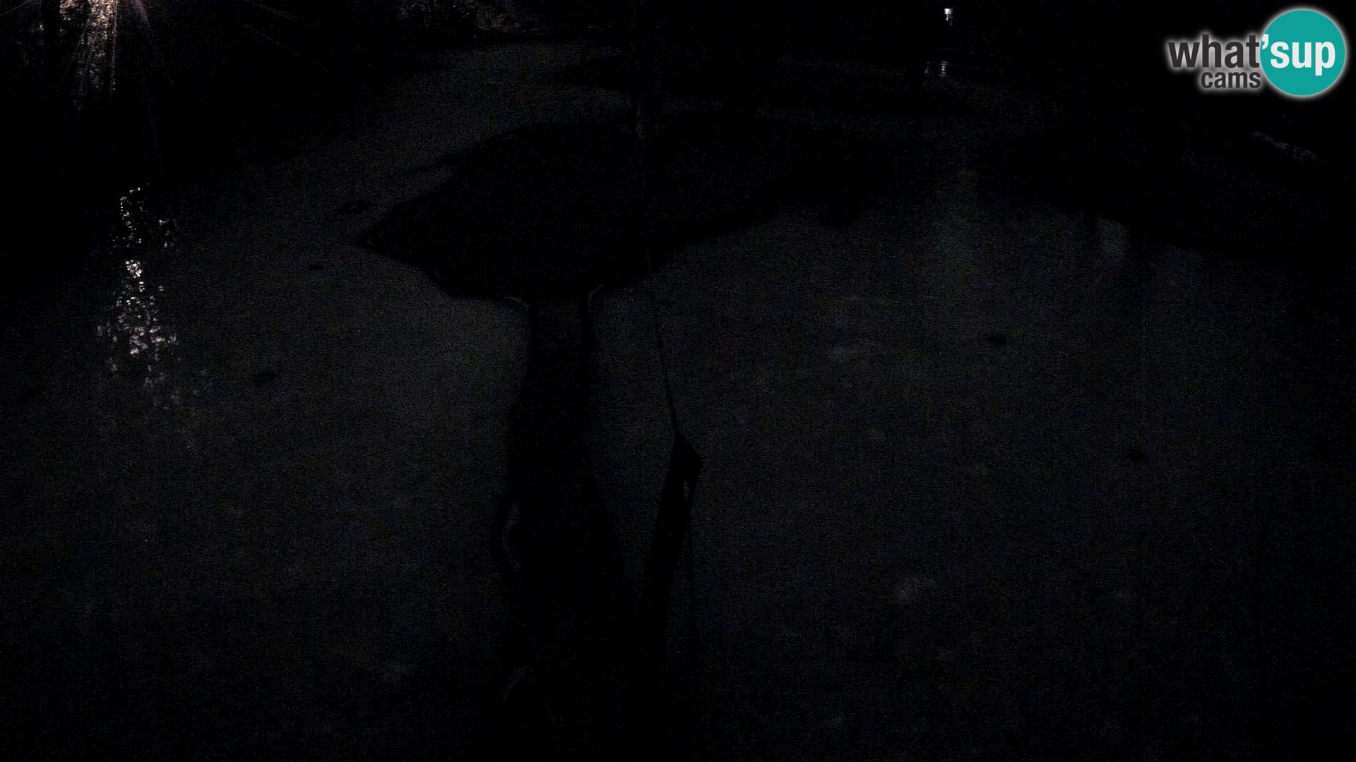 Vari noir et blanc – Ljubljana ZOO  livecam