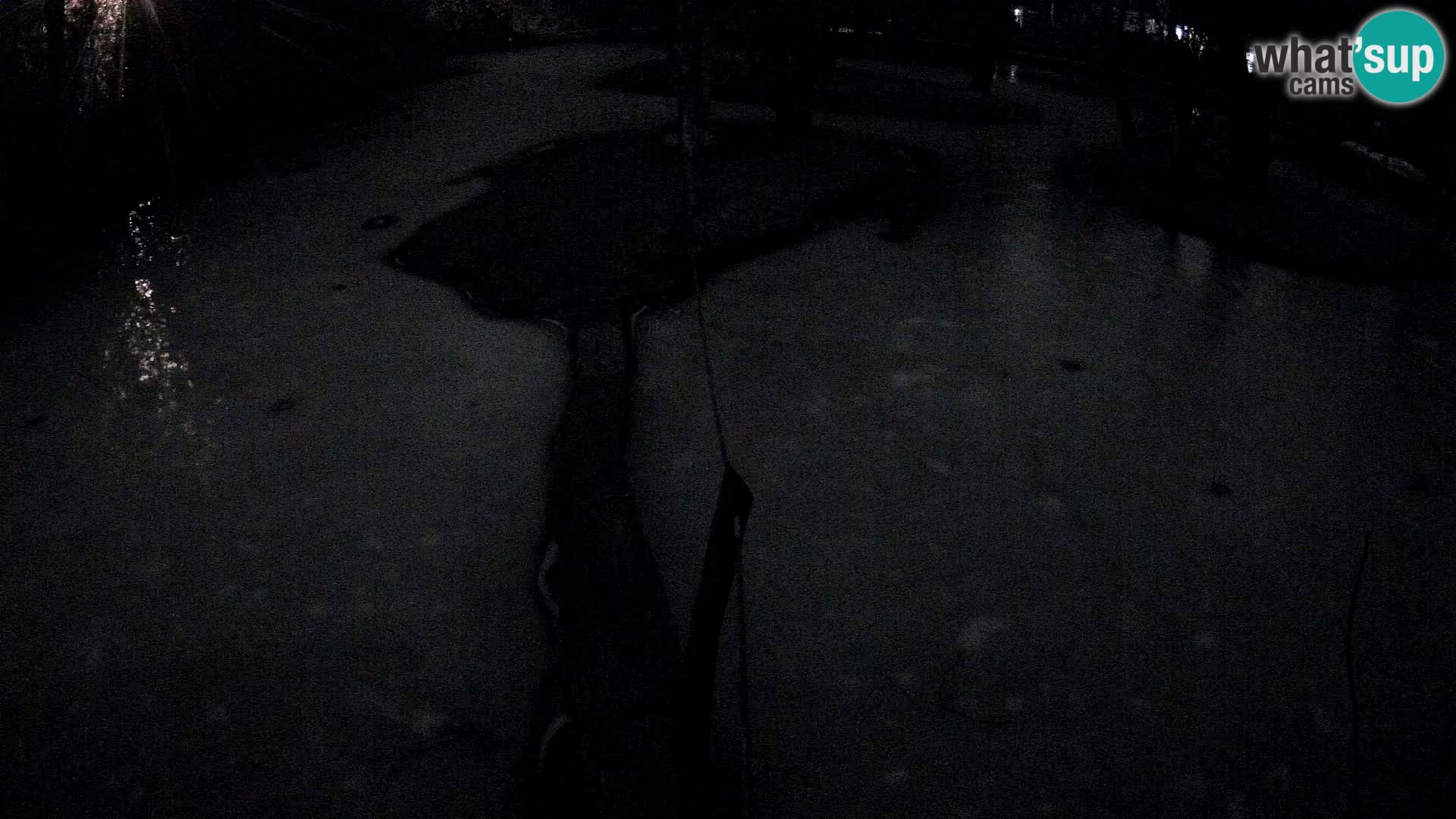 Vari noir et blanc – Ljubljana ZOO  livecam