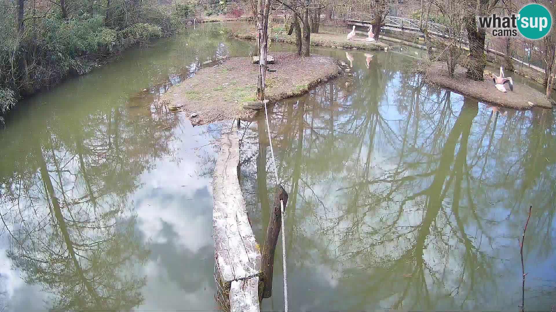 Black and white ruffed lemur Ljubljana Zoo live cam