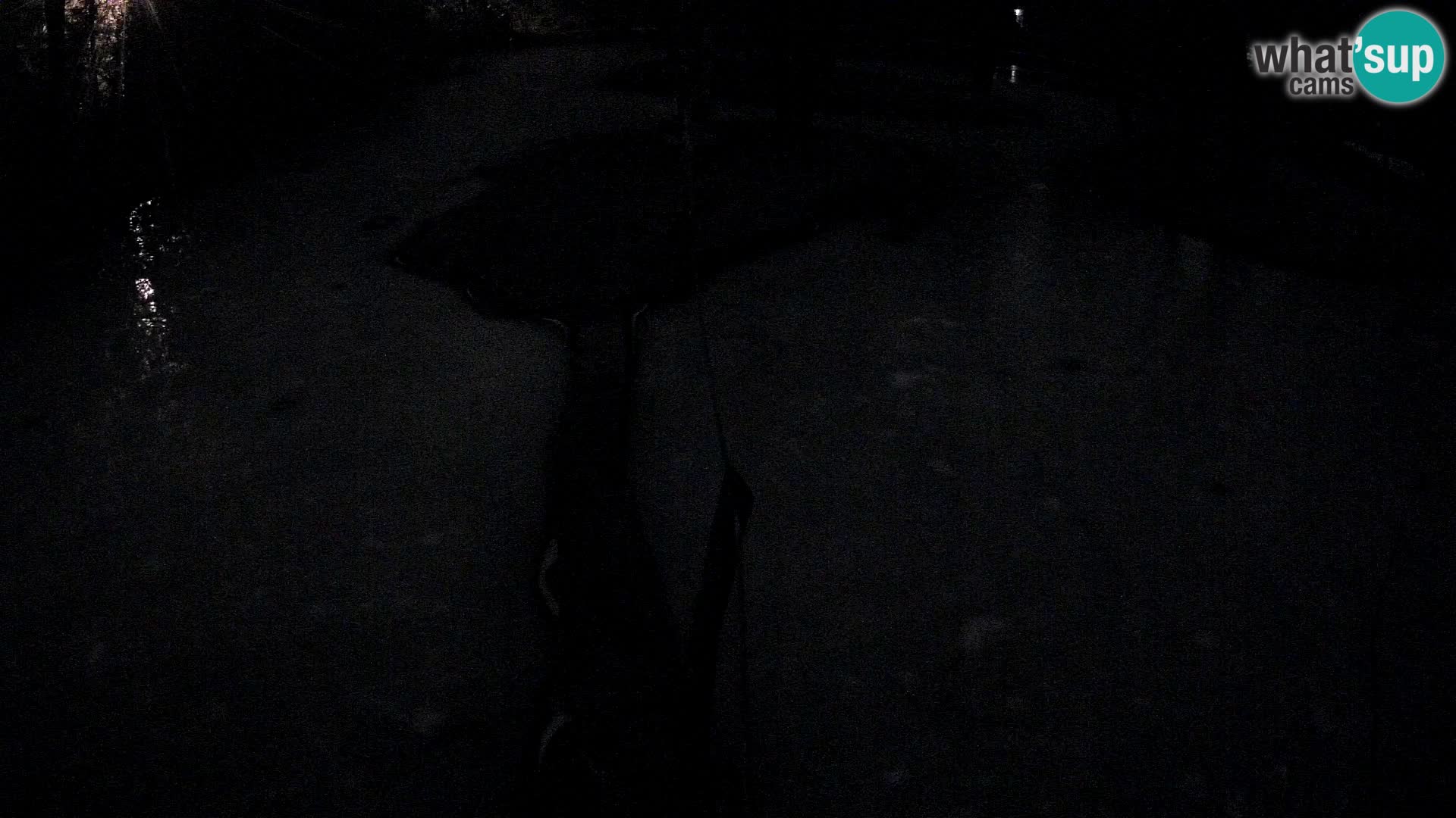 Black and white ruffed lemur Ljubljana Zoo live cam