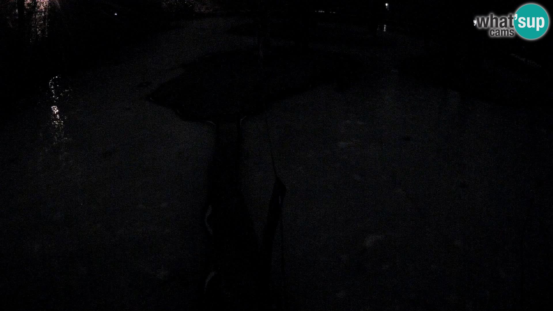 Lémur rufo blanco y negro – Ljubljana Zoo en vivo