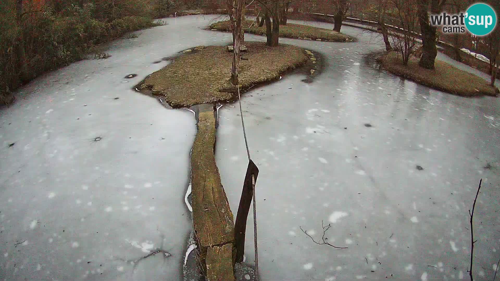Black and white ruffed lemur Ljubljana Zoo live cam