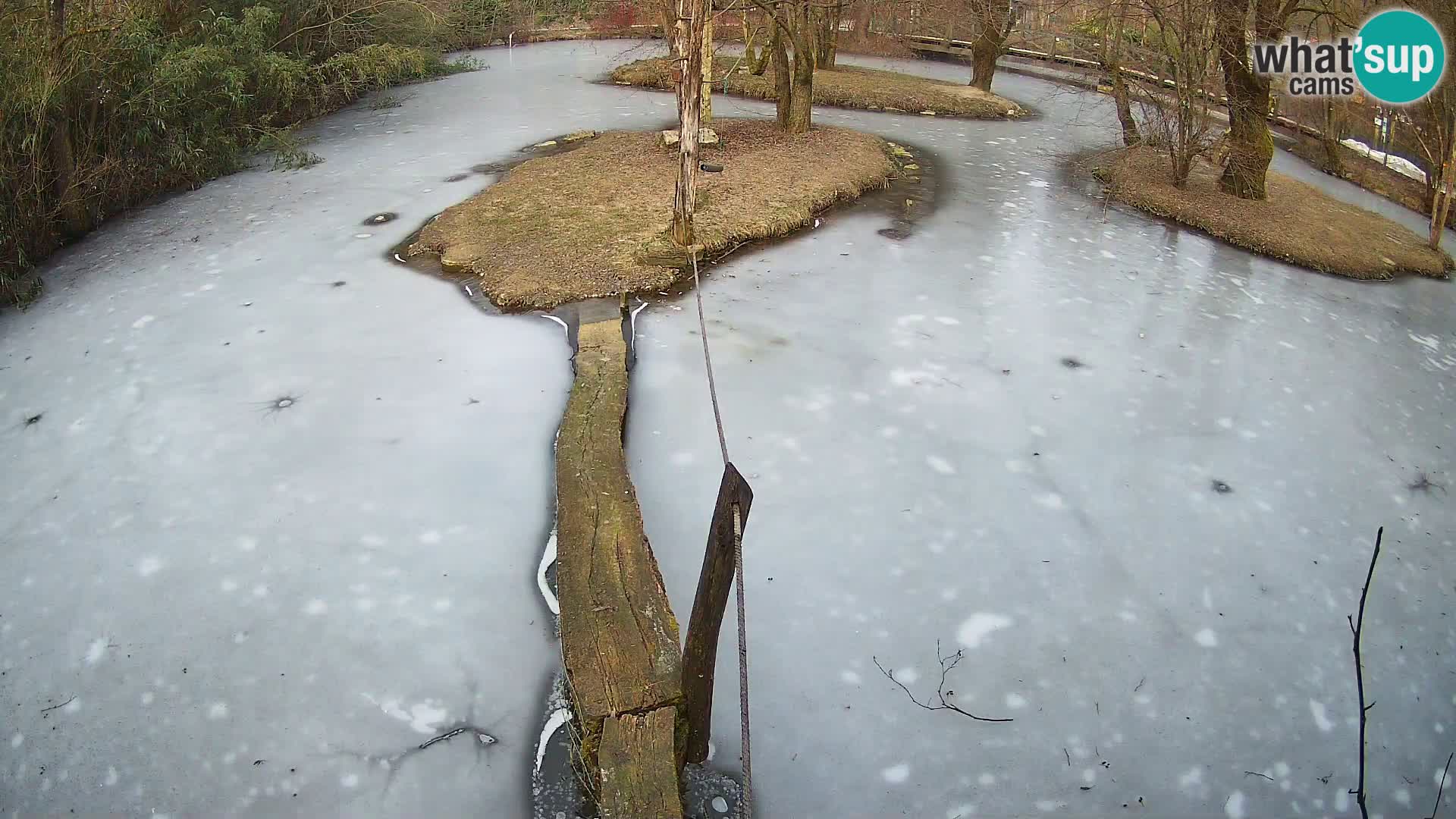 Black and white ruffed lemur Ljubljana Zoo live cam