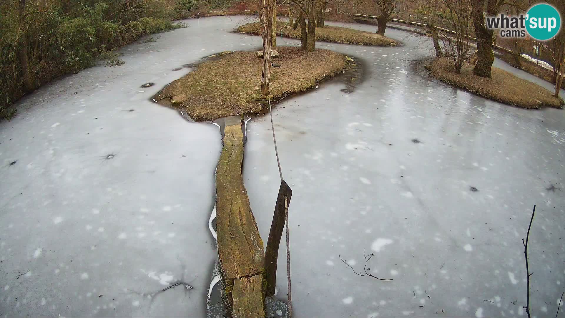 Schwarzweiße Vari Zoo Ljubljana webcam