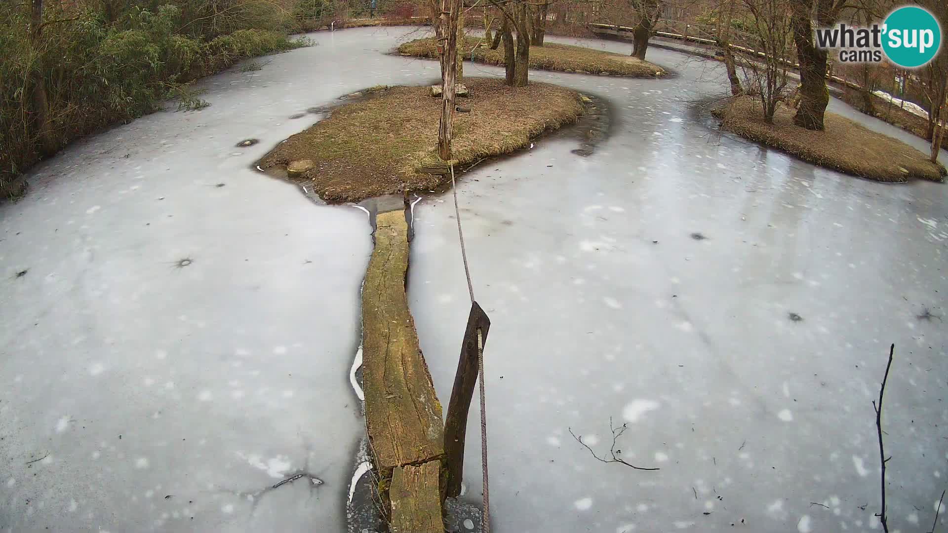 Vari noir et blanc – Ljubljana ZOO  livecam