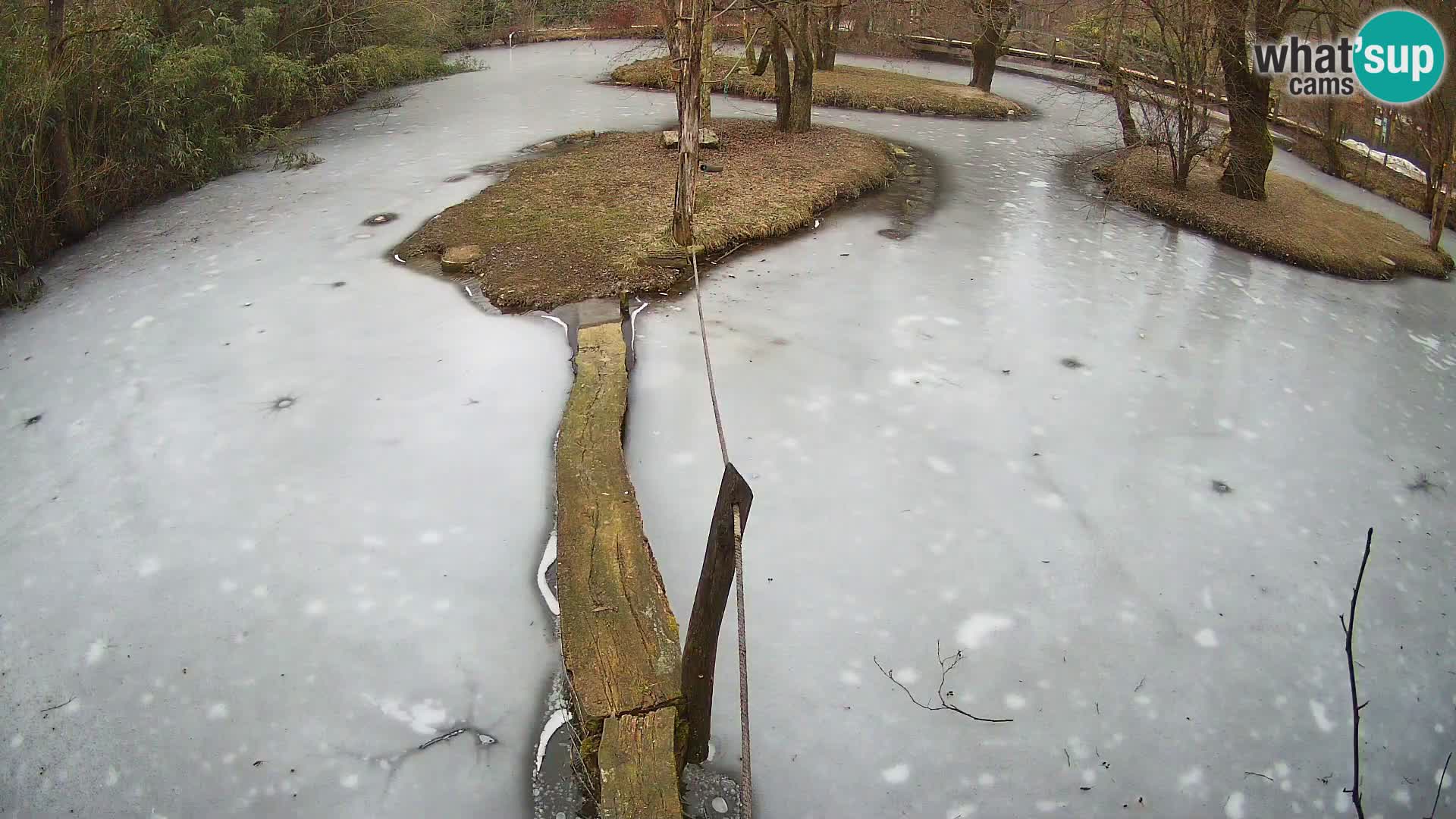 Lémur rufo blanco y negro – Ljubljana Zoo en vivo