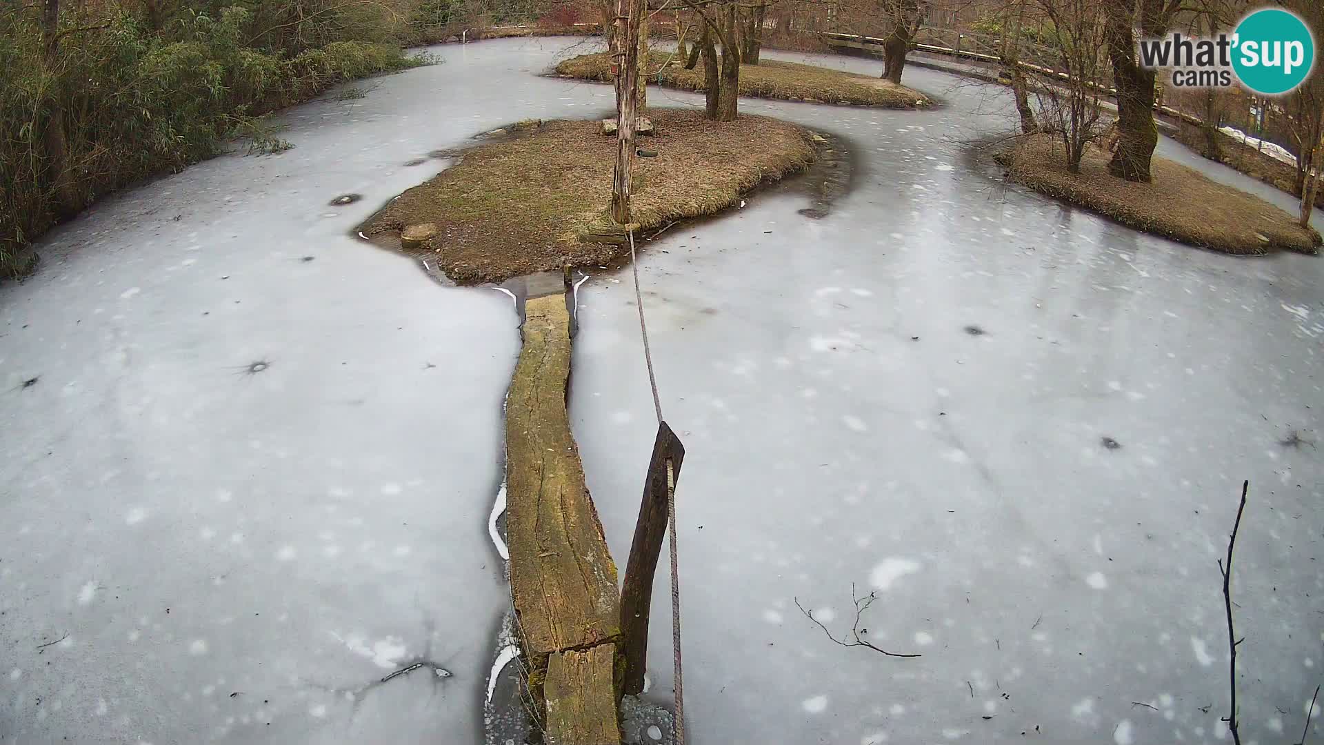 Vari noir et blanc – Ljubljana ZOO  livecam