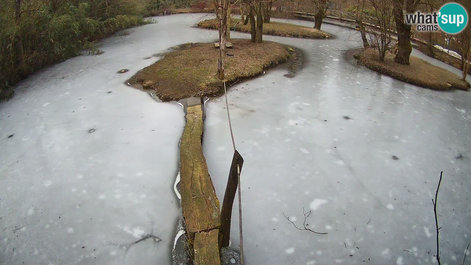 Vari noir et blanc – Ljubljana ZOO  livecam