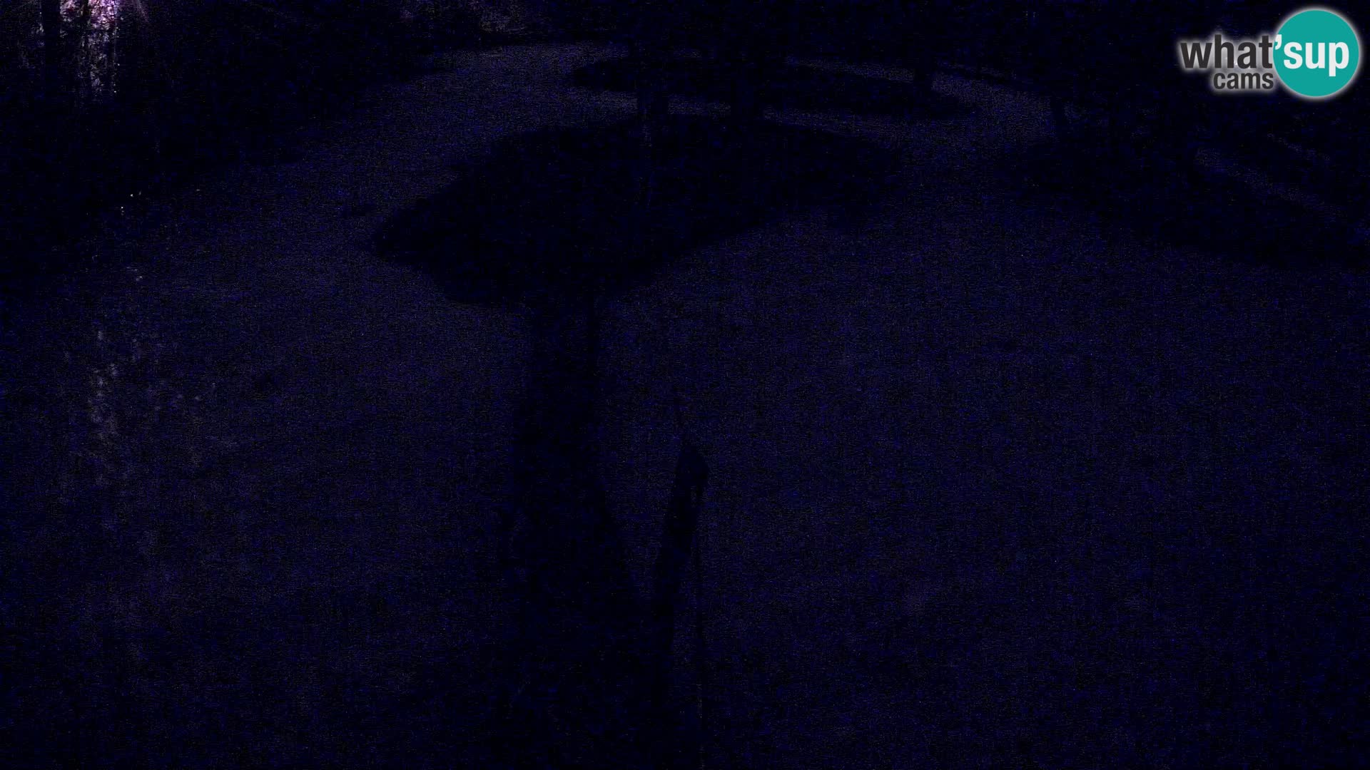 Black and white ruffed lemur Ljubljana Zoo live cam