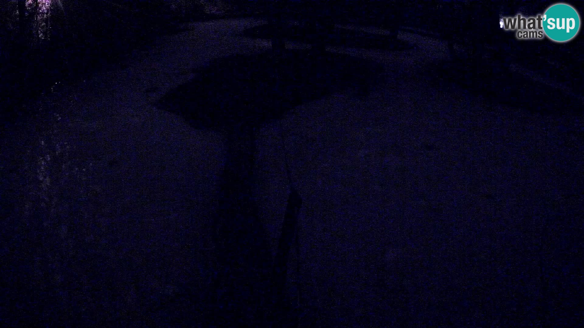 Black and white ruffed lemur Ljubljana Zoo live cam