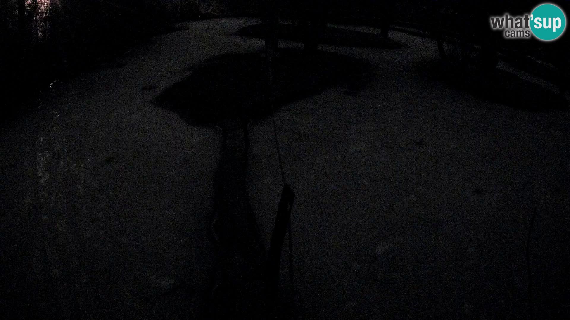 Vari noir et blanc – Ljubljana ZOO  livecam