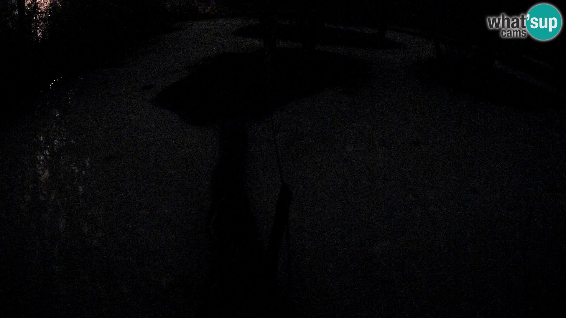 Vari noir et blanc – Ljubljana ZOO  livecam