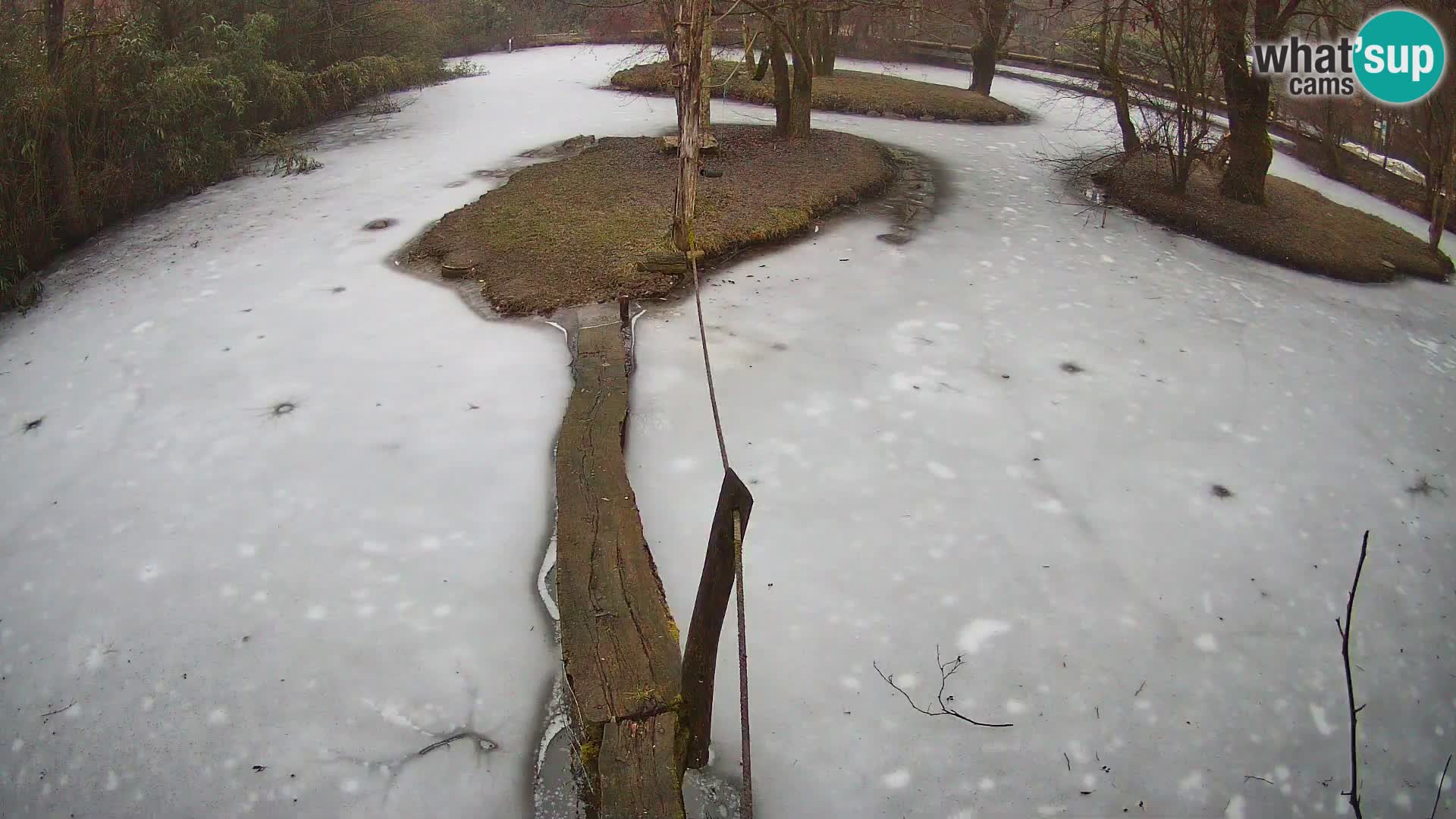 Navadni vari u živo – Ljubljana zoo