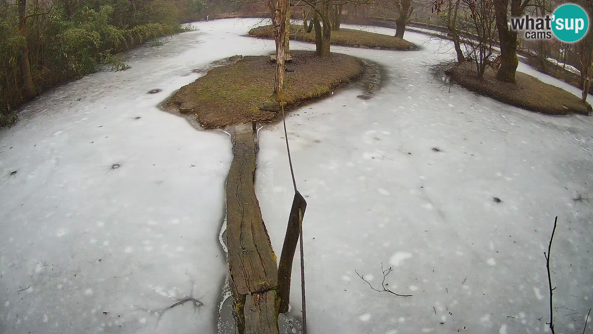 Navadni vari u živo – Ljubljana zoo