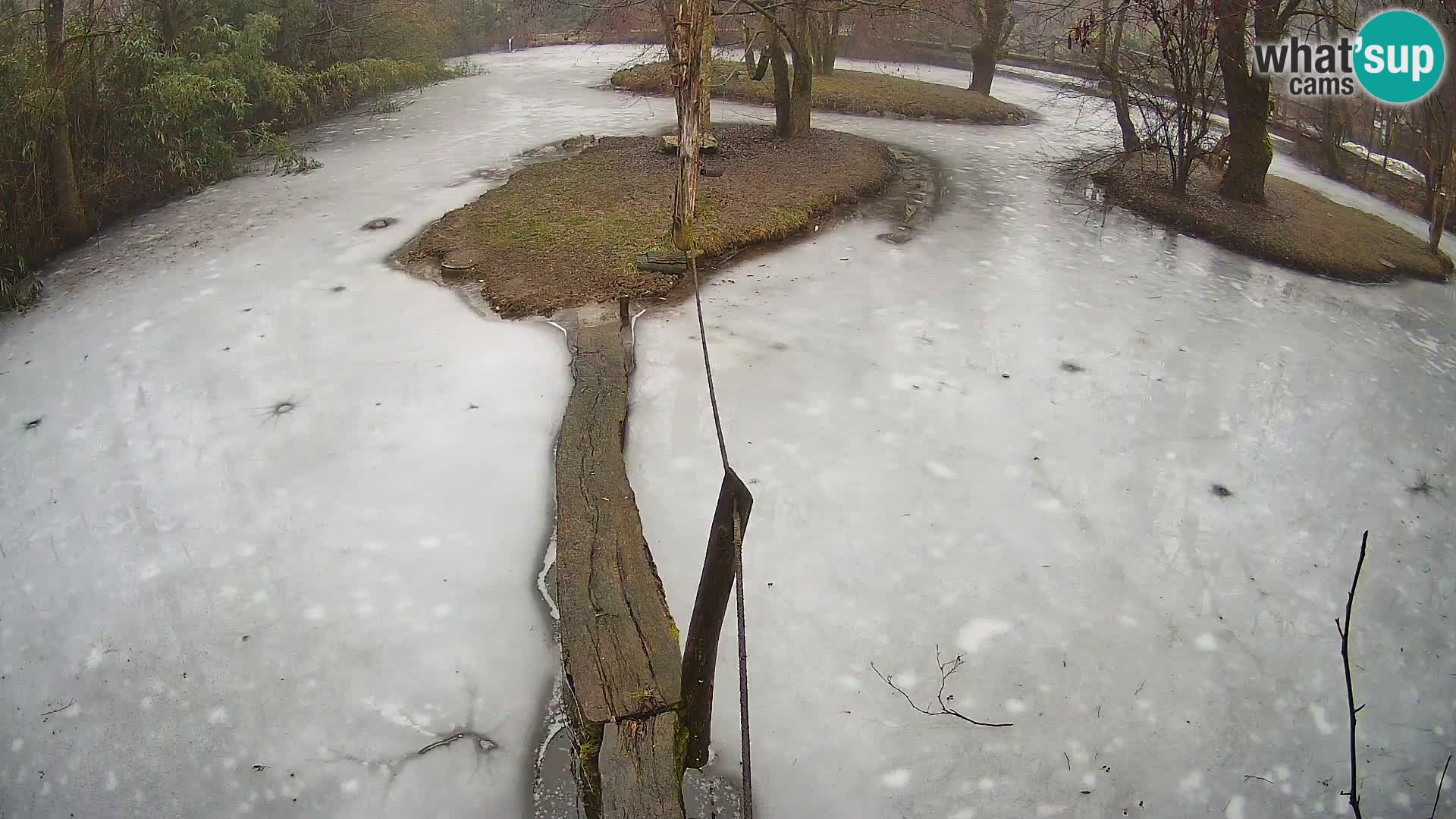 Navadni vari u živo – Ljubljana zoo