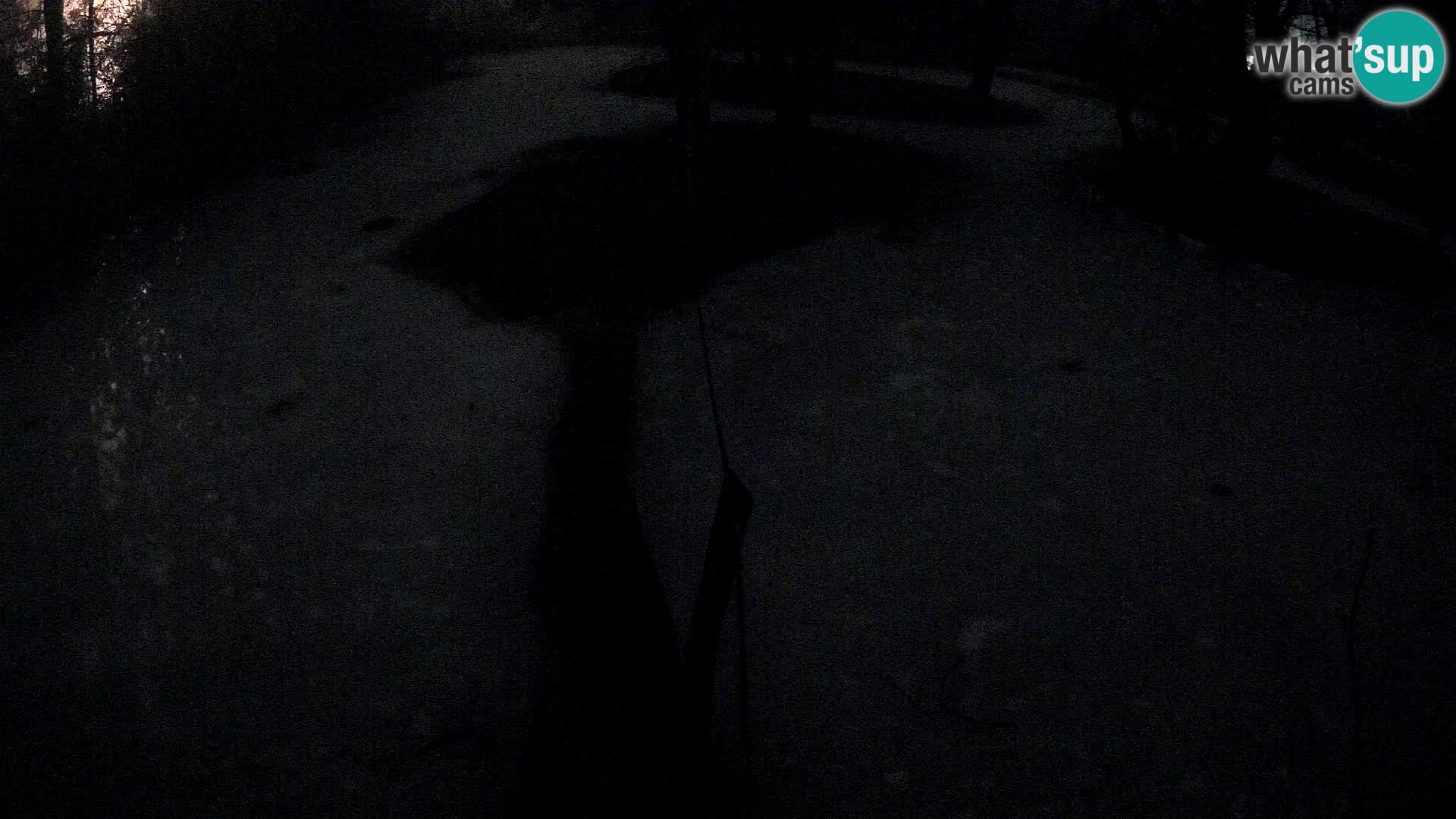 Schwarzweiße Vari Zoo Ljubljana webcam