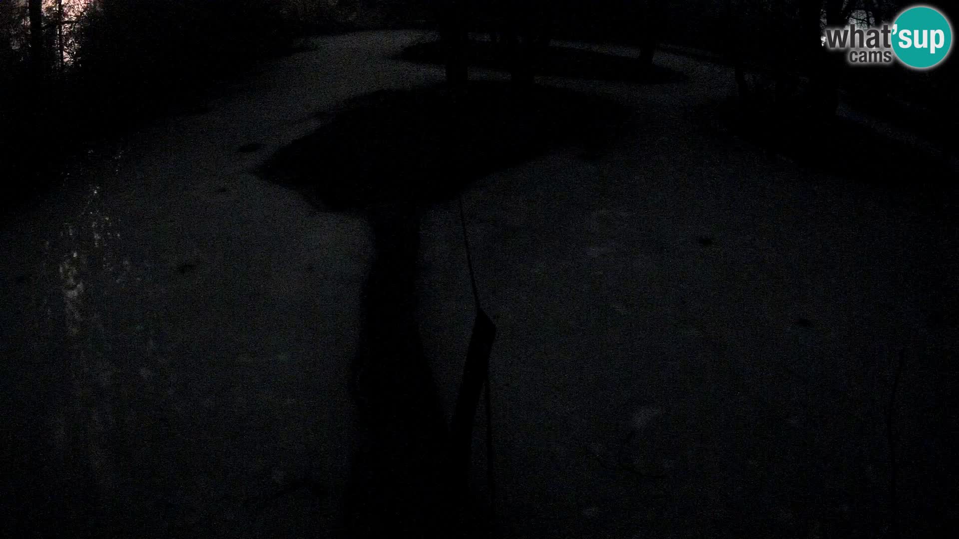 Schwarzweiße Vari Zoo Ljubljana webcam