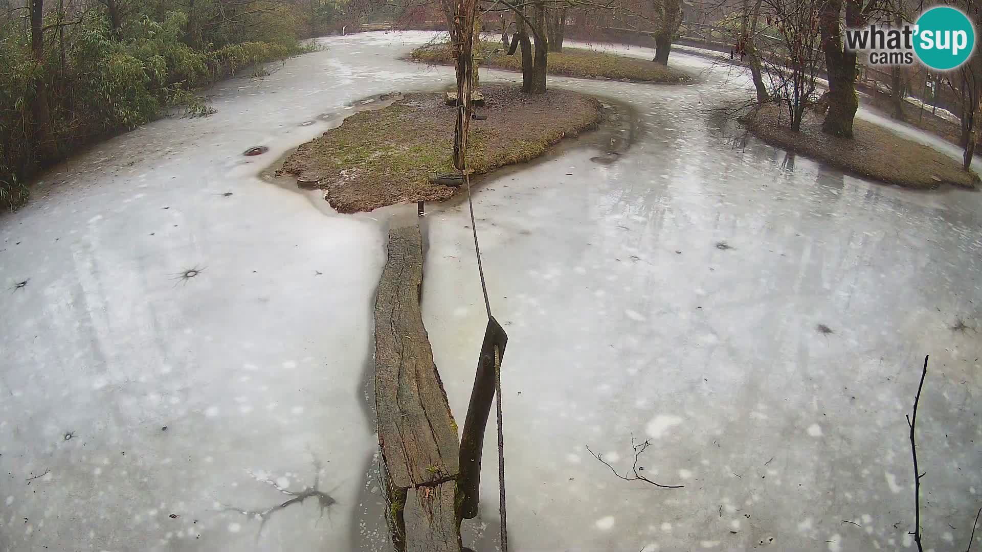 Black and white ruffed lemur Ljubljana Zoo live cam