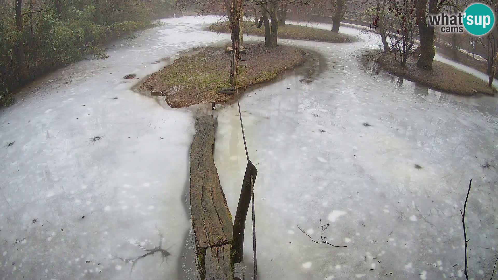 Vari noir et blanc – Ljubljana ZOO livecam