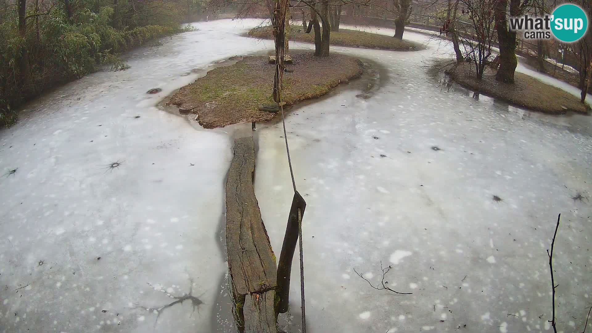 Lémur rufo blanco y negro – Ljubljana Zoo en vivo