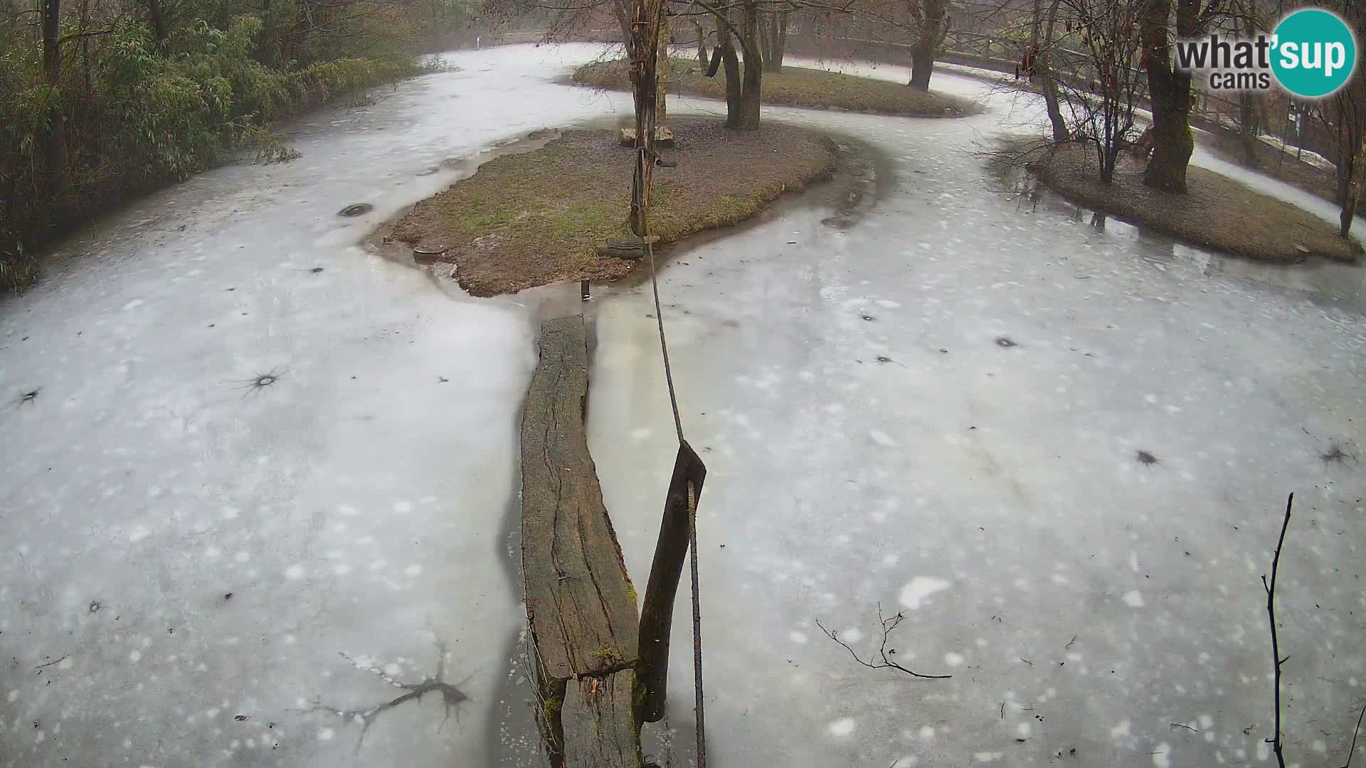 Lémur rufo blanco y negro – Ljubljana Zoo en vivo