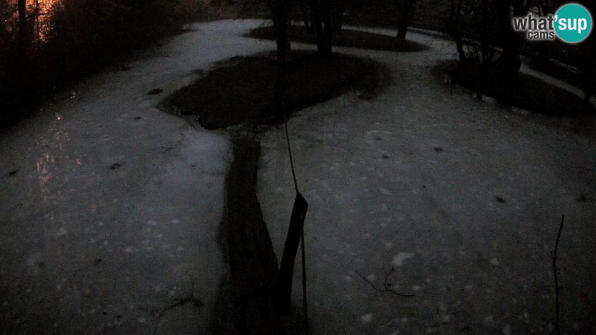 Navadni vari v živo – Ljubljana živalski vrt