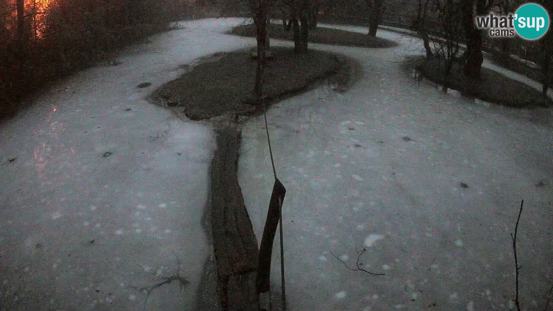 Lémur rufo blanco y negro – Ljubljana Zoo en vivo