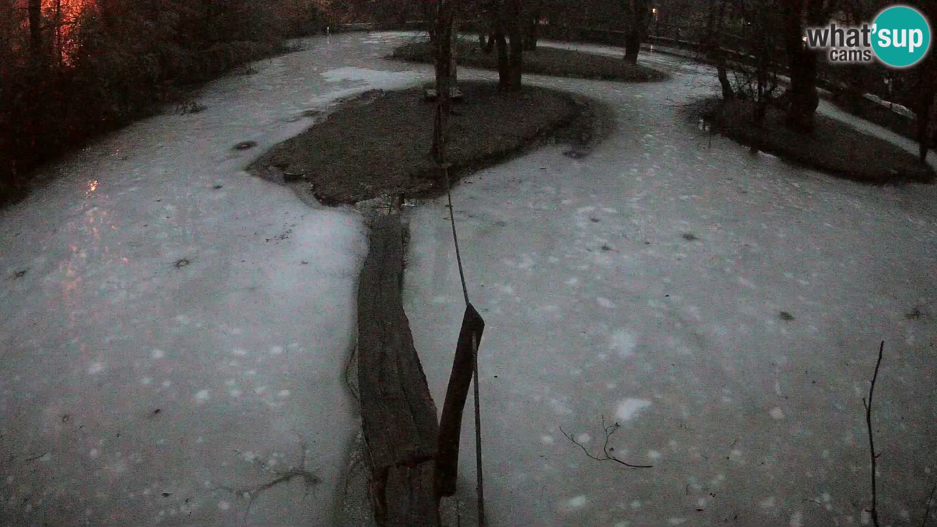 Navadni vari v živo – Ljubljana živalski vrt