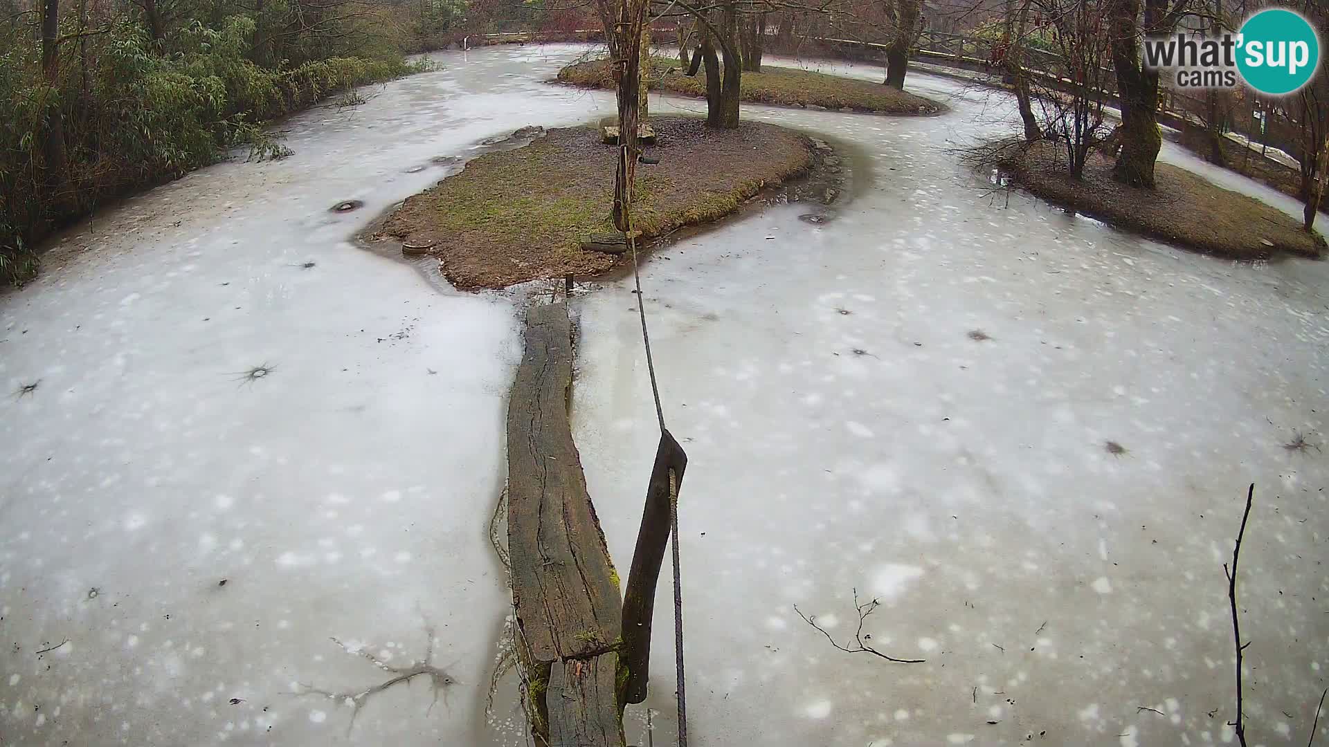 Vari bianconero Zoo Ljubljana webcam