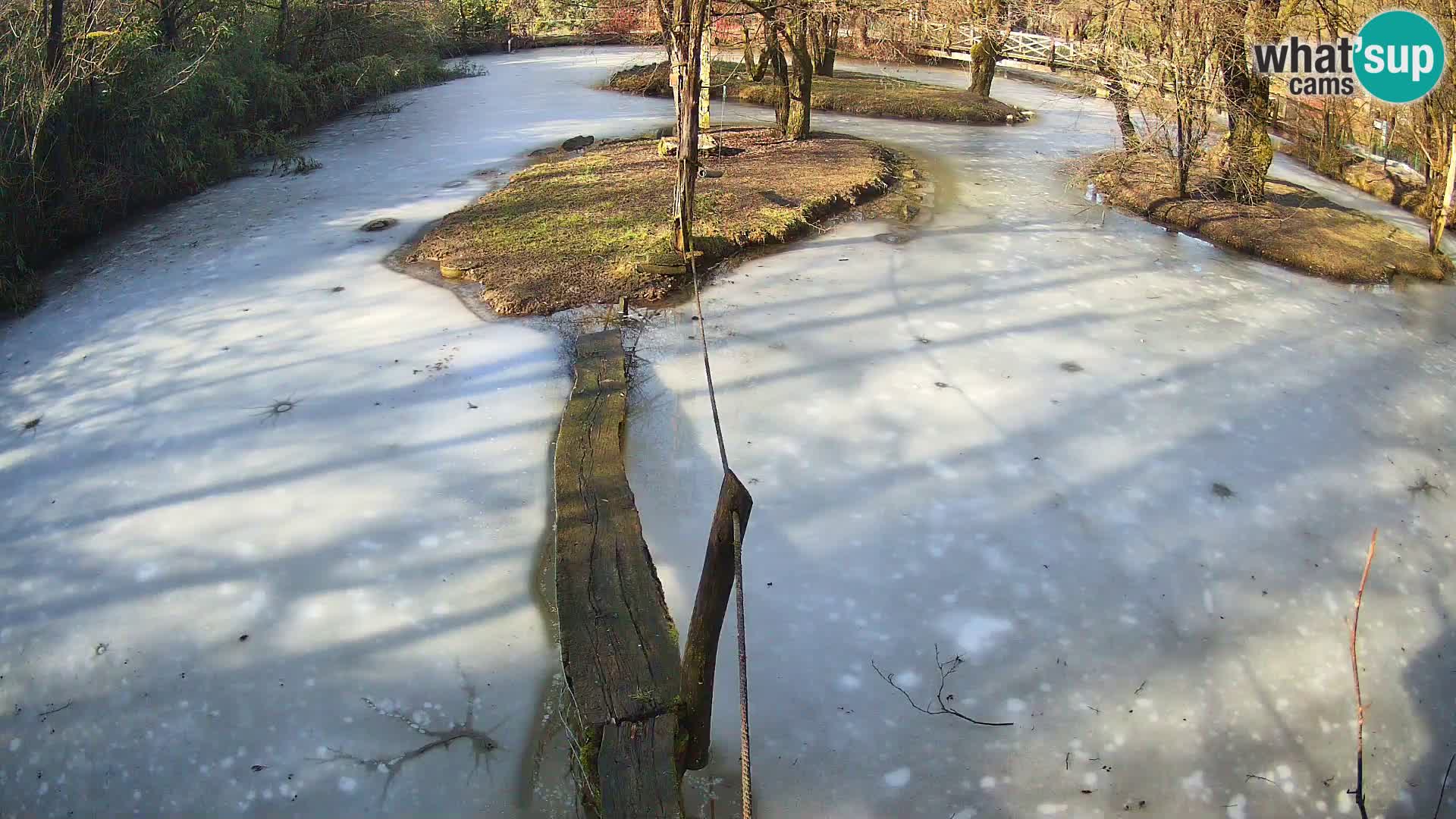 Vari bianconero Zoo Ljubljana webcam
