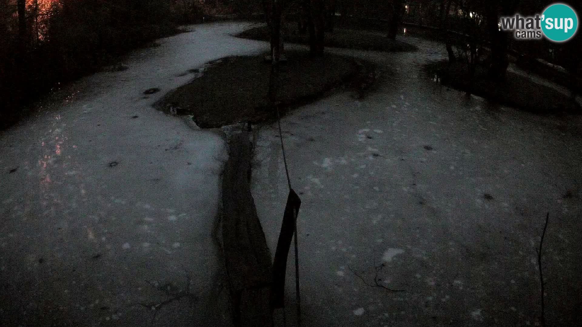 Black and white ruffed lemur Ljubljana Zoo live cam