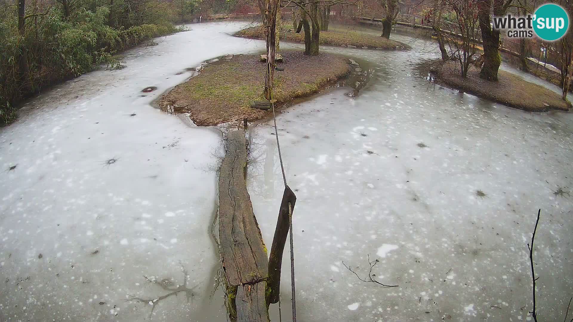 Schwarzweiße Vari Zoo Ljubljana webcam