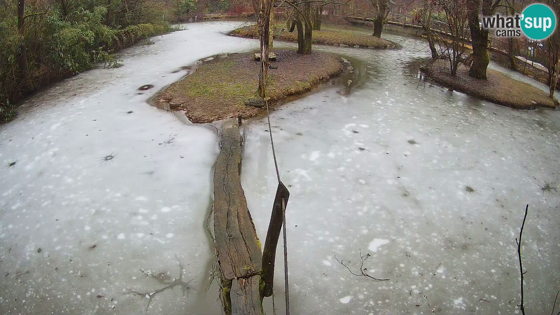 Vari bianconero Zoo Ljubljana webcam