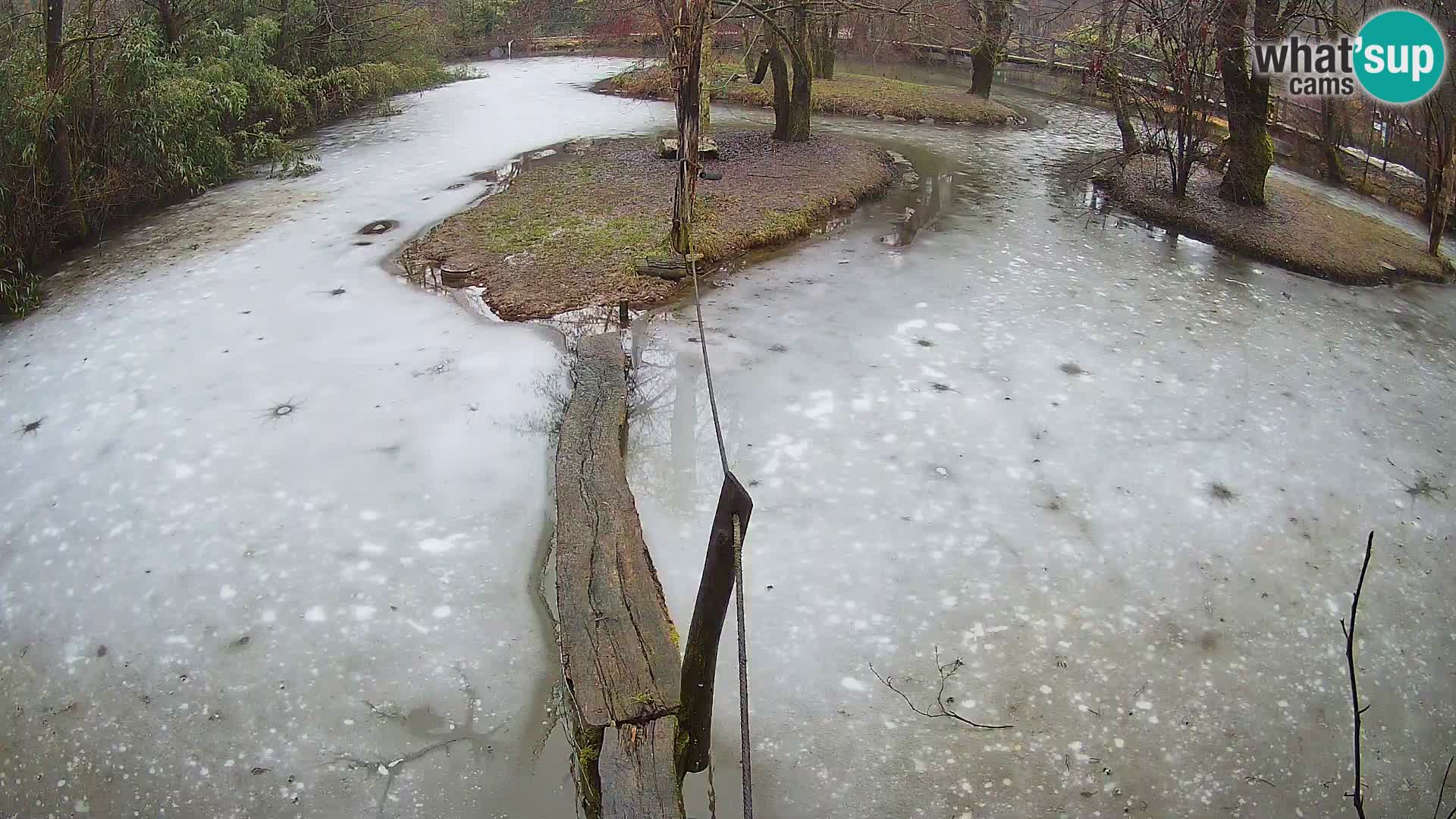 Black and white ruffed lemur Ljubljana Zoo live cam