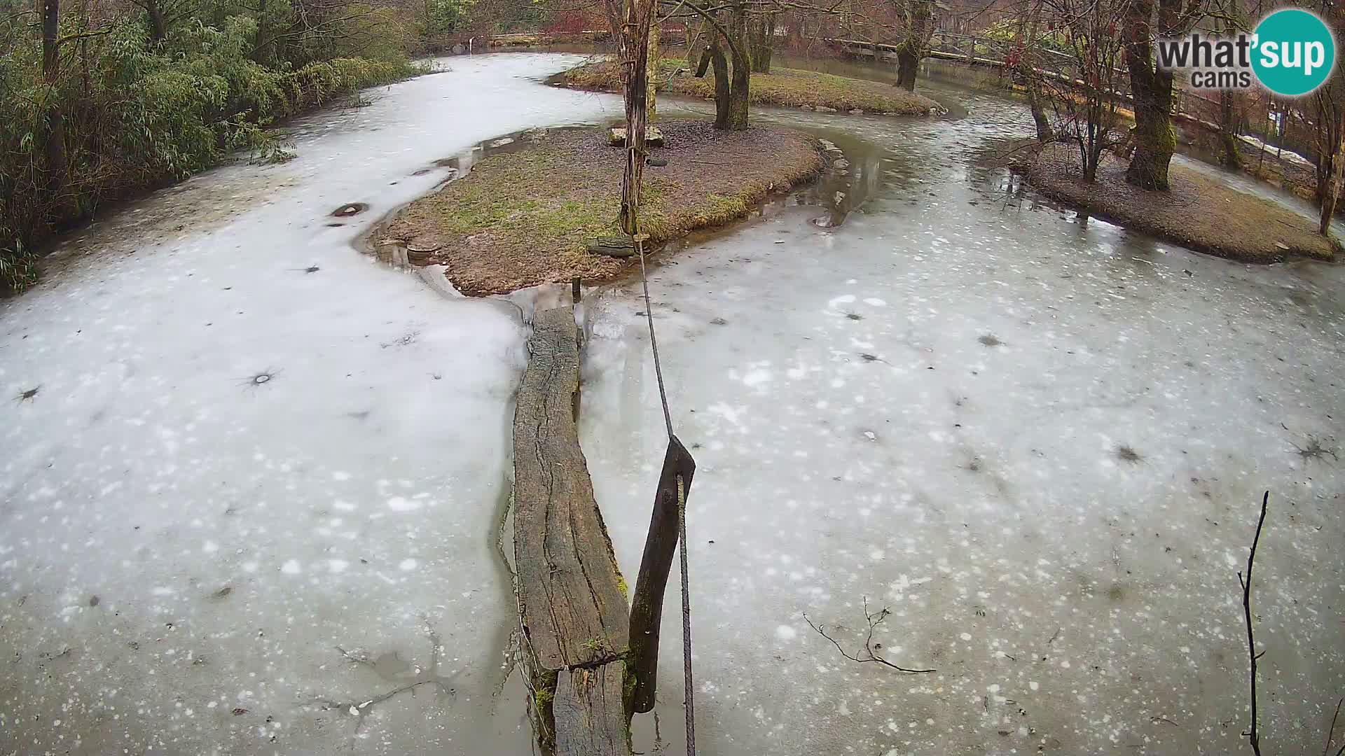 Schwarzweiße Vari Zoo Ljubljana webcam