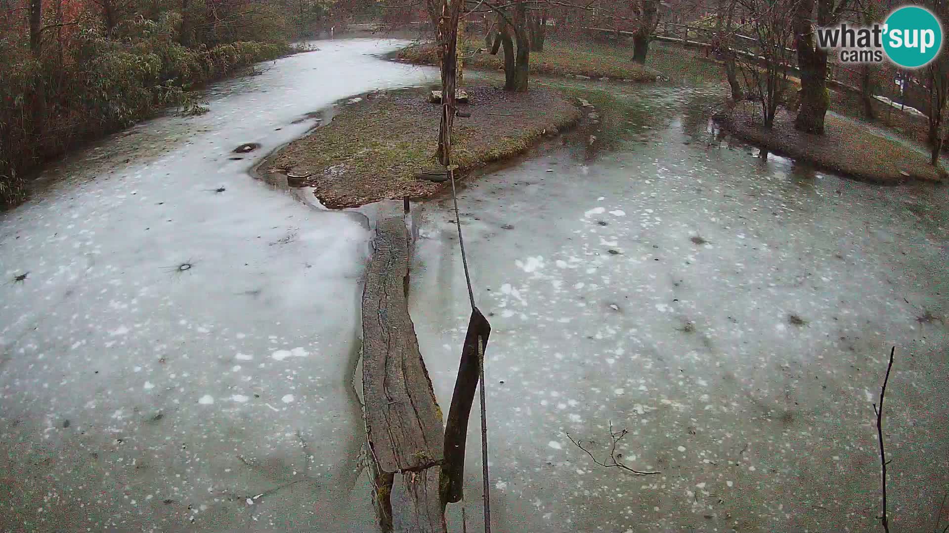 Black and white ruffed lemur Ljubljana Zoo live cam
